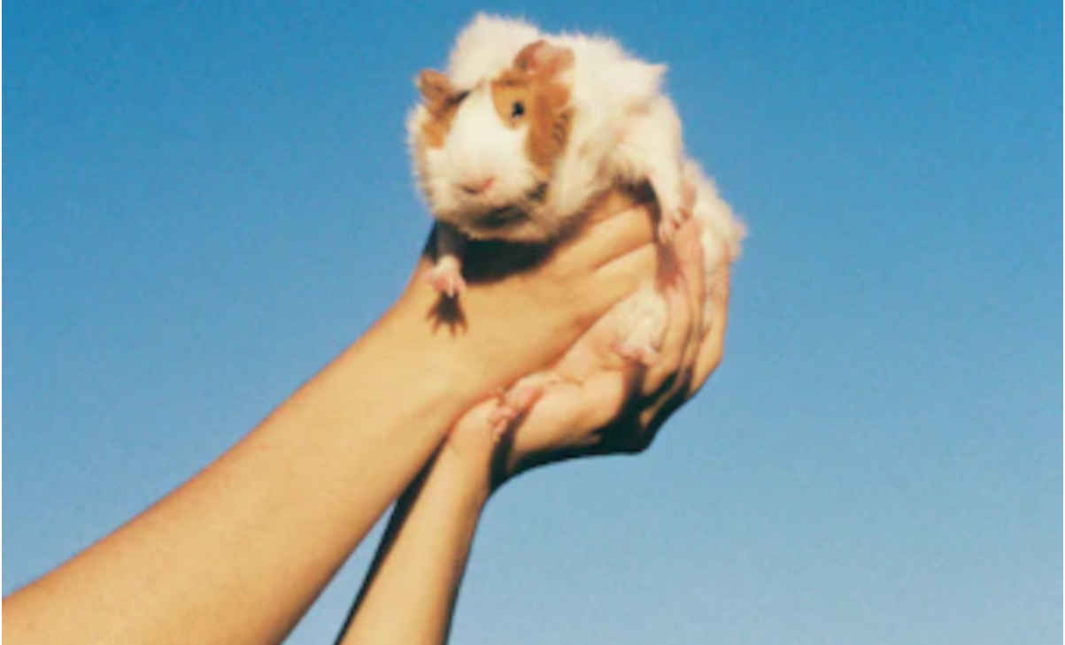 The BC PET Bonus will help individuals and families higher pet expenses.