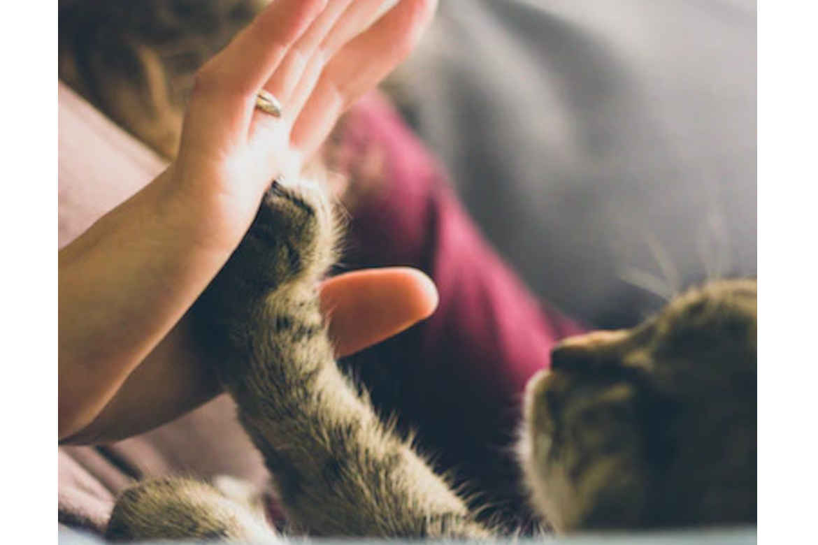 The BC PET Bonus will help individuals and families higher pet expenses.