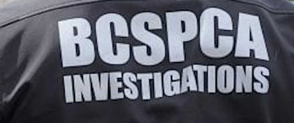 complain about a BC SPCA special provincial constable