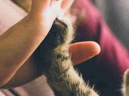 BC SPGA Pet-friendly simple solutions to animal surrenders