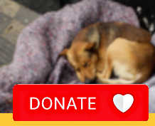 A homeless animal is loved and often the only companionship
