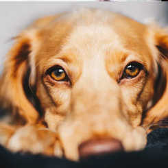 Helping to support animal rescues and sanctuaries
