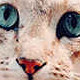 Violence survivors
often do not leave domestic abuse due to pets.