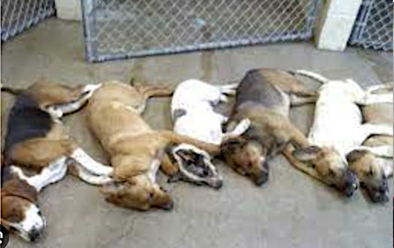 BC animal crisis and surrenders are at an alltime high