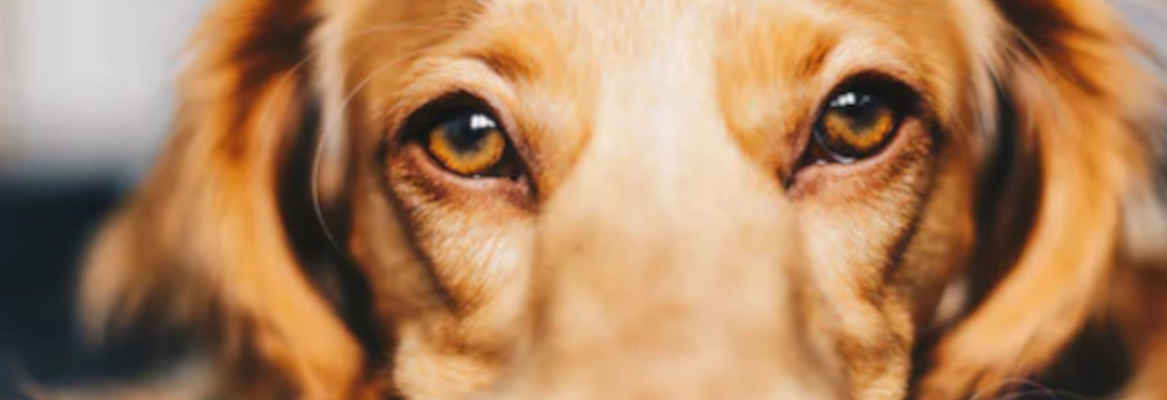 FAQ - animal custodies and what happens