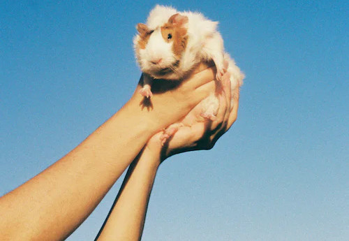 The BC PET Bonus will help individuals and families higher pet expenses.