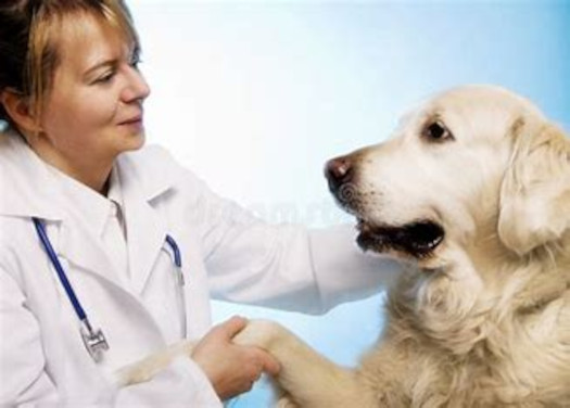 Local Businesses feature their pet products and services