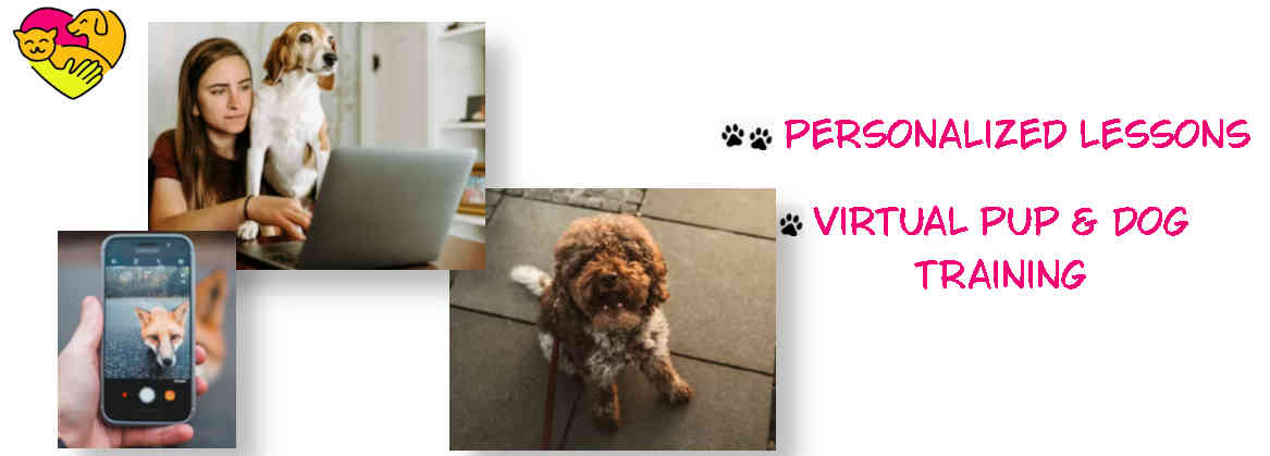 virtual training in BC for all ages, breeds and behaviours for your special pup or beloved dog