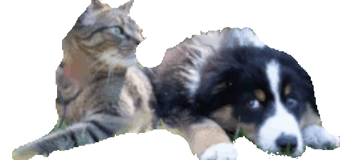 pet-friendly tenancies in BC