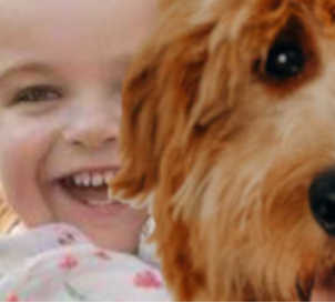 BC SPGA The Voice for BC Pet Owners and their animals