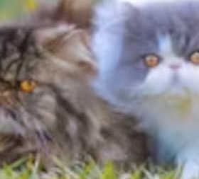 BC SPGA The Voice for BC Pet Owners and their animals
