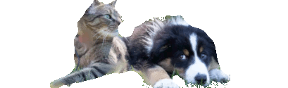 Programs and services to assist pets and their guardians in a crisis