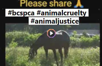 click to watch video