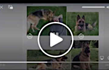 BC SPGA The Voice for BC Pet Owners and their animals