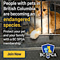 People with pets in British Columbia are becoming an endangered species
Protect your pet and your family with a BC SPGA membership