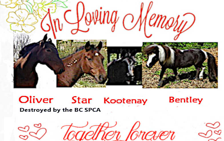 BC Animal and Pet Guardian Survey - bettering our future and our pets