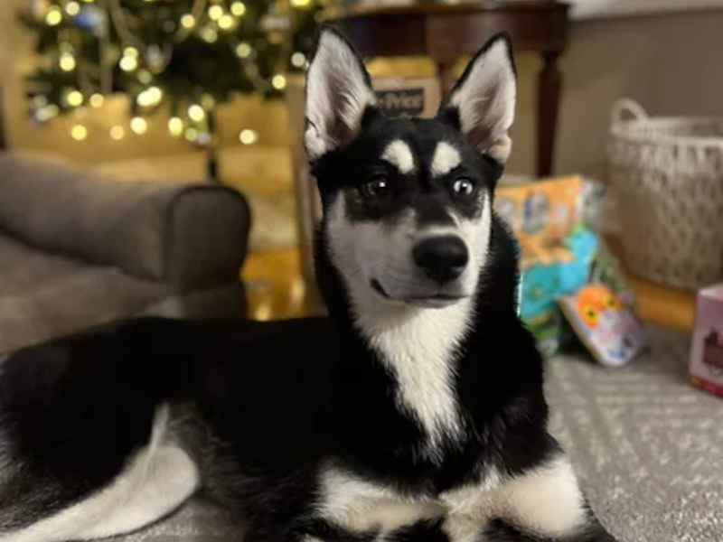 Former sled dogs make lovely companions.