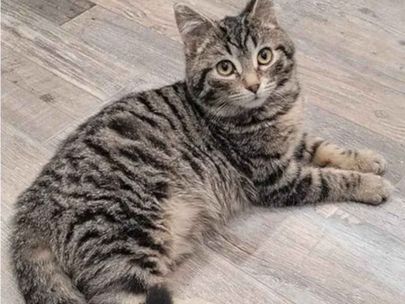 cats and dogs are available for adoption.
