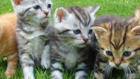 BC rescues and sanctuaties hurting as BC SPCA raids their premises causing closure or deep debt
