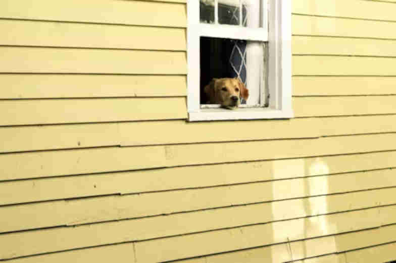 Pets miss us more than we know
