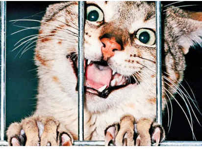what you can do when your animal is seized by the BC SPCA