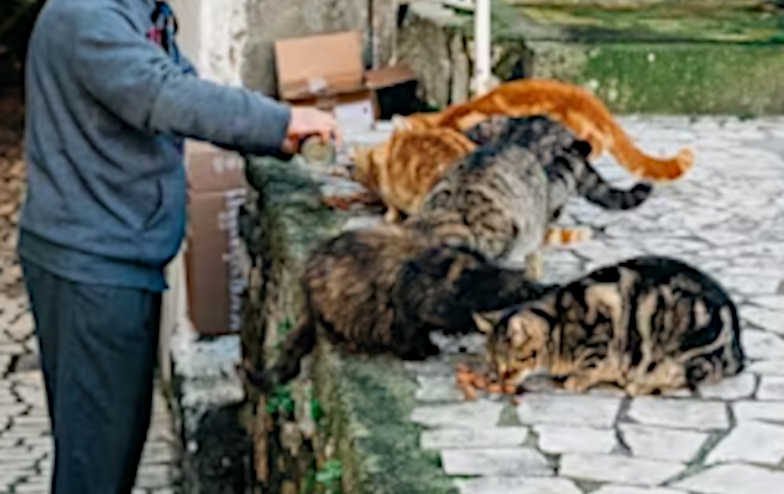 What can happen if you help stray or feral cats